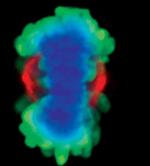 Aurora A Antibody in Immunocytochemistry (ICC/IF)