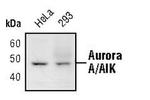 Aurora A Antibody in Western Blot (WB)