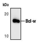 Bcl-W Antibody in Western Blot (WB)