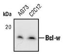 Bcl-W Antibody in Western Blot (WB)