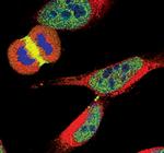 Survivin Antibody in Immunocytochemistry (ICC/IF)