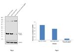 Survivin Antibody