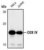 COX4 Antibody in Western Blot (WB)