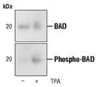 Phospho-BAD (Ser112) Antibody in Western Blot (WB)