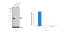 MEK1 Antibody