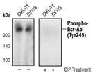 Phospho-c-Abl (Tyr245) Antibody in Western Blot (WB)