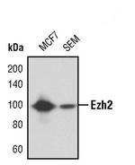 EZH2 Antibody in Western Blot (WB)