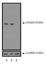 SMAD2 Antibody