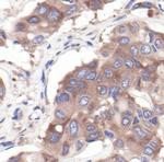 S6 Antibody in Immunohistochemistry (Paraffin) (IHC (P))