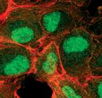 Phospho-SMAD1/SMAD5 (Ser463, Ser465) Antibody in Immunocytochemistry (ICC/IF)