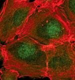 Phospho-SMAD1/SMAD5 (Ser463, Ser465) Antibody in Immunocytochemistry (ICC/IF)