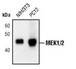 MEK1/MEK2 Antibody in Western Blot (WB)