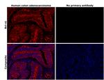 Bcl-xL Antibody in Immunohistochemistry (Paraffin) (IHC (P))