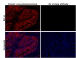 Bcl-xL Antibody in Immunohistochemistry (Paraffin) (IHC (P))