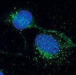 PDGFRB Antibody in Immunocytochemistry (ICC/IF)