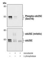 Phospho-Cdc25C (Ser216) Antibody in Western Blot (WB)