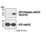 Phospho-Cdc25C (Ser216) Antibody in Western Blot (WB)