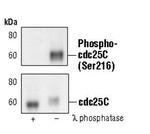 Phospho-Cdc25C (Ser216) Antibody in Western Blot (WB)