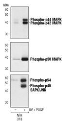 Phospho-JNK1/JNK2 (Thr183, Tyr185) Antibody in Western Blot (WB)