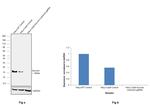 Survivin Antibody in Western Blot (WB)