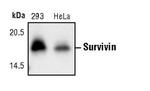 Survivin Antibody in Western Blot (WB)