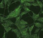 beta Galactosidase Antibody in Immunocytochemistry (ICC/IF)