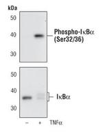 Phospho-IkB alpha (Ser32, Ser36) Antibody in Western Blot (WB)