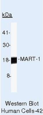 Melan-A Antibody in Western Blot (WB)