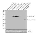 V5 Tag Antibody in Western Blot (WB)