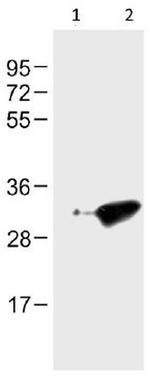 GFP Antibody in Western Blot (WB)