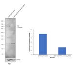 FAK Antibody