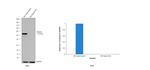 Desmin Antibody in Western Blot (WB)