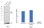 Calnexin Antibody in Western Blot (WB)