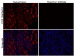 CD10 Antibody in Immunohistochemistry (Paraffin) (IHC (P))