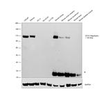 CD10 Antibody