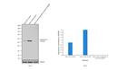 Cytokeratin 8 Antibody