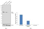 Cytokeratin 8 Antibody in Western Blot (WB)