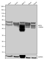 Cytokeratin 8 Antibody in Western Blot (WB)