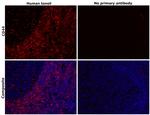 CD44 Antibody in Immunohistochemistry (Paraffin) (IHC (P))