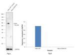 CD44 Antibody in Western Blot (WB)