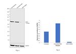 SKP2 Antibody in Western Blot (WB)