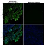 Cytokeratin Pan Antibody in Immunohistochemistry (Paraffin) (IHC (P))