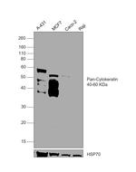 Cytokeratin Pan Antibody in Western Blot (WB)