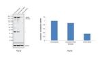 MUSK Antibody in Western Blot (WB)