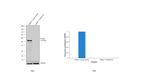 FOXA2 Antibody in Western Blot (WB)