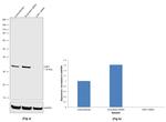 CDK1 Antibody in Western Blot (WB)