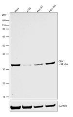 CDK1 Antibody in Western Blot (WB)