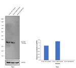 EpCAM Antibody in Western Blot (WB)