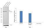 HK2 Antibody