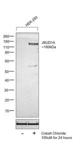 JMJD1A Antibody in Western Blot (WB)